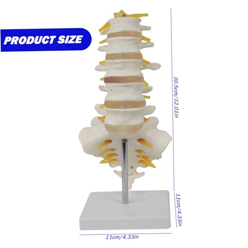 Modelo de columna vertebral con nervios en PVC para el estudio anatómico detallado 3