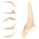 BCOATH Collane da Uomo e Ciondolo di Denti di Squalo Fossili Naturali, Set da 6 Pezzi, Collane Regolabili in Materiale Sicuro per Decorazione e Gioielli Fai da Te