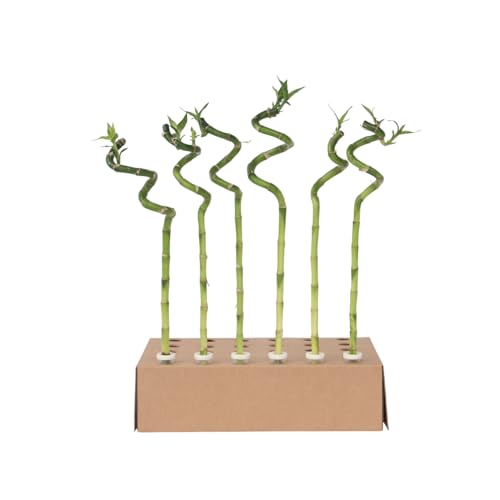 Plant in a Box - Dracaena sanderiana - 6er Set - Lucky Bamboo -...