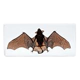 Aolowewin Large Bat Specimen, Taxidermy Bat in Resin Preserved, Unique Gift