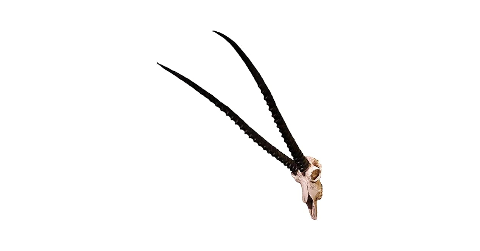 アンテロープ　頭骨 標本 インテリア装飾 アンテロープ 頭骨 標本 インテリア装飾 アンテロープ 頭骨 標本