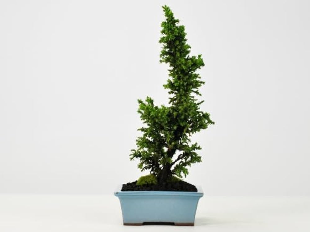 Amazon.co.jp: 盆栽妙 八房杉 杉 盆栽 ミニ盆栽 鉢植え