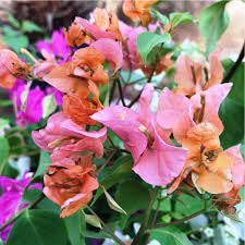 Image of Grafted bougainvillea plant live, live plant for grafted bougainvillea (pack of 2)
