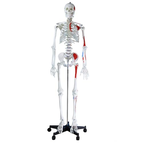 �l�̍��i�͌^ �֐߂𓮂����� �� �{��170cm �W���X�^���h�t�� �W�{ ���f�� �S�g �[�� ���� �� ��w ���w ��U�w ���� �����@ ���A�� ���v���J �f�B�X�v���C ���i���f�� �q�g �X�P���g�� 170cm �ؓ��̐F���������ꂽ�l�̍��i