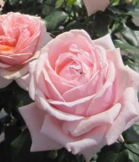 Beetrose Garden of Roses ® - Rosa Garden of Roses ® - Kordes Rose - ADR Rose