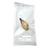 Preserved Soft Shell Clam Specimen (MYA arenaria), 2-4