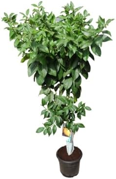 Paraguayo (melocotonero) En Maceta 26 Cm - Planta Viva, Altura Aprox. 1,20 M, 2 Años, Envío A Península