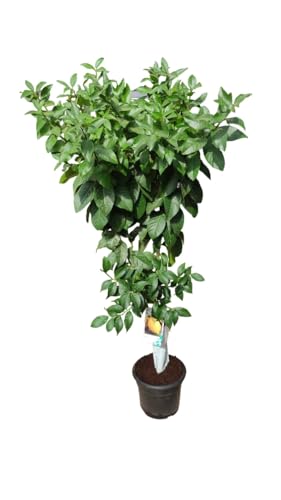 AzJardin- LIMONERO EUREKA- 4 ESTACIONES- Maceta de 25cm. Altura total aprox 1.7m- Planta viva. Limones todo el año