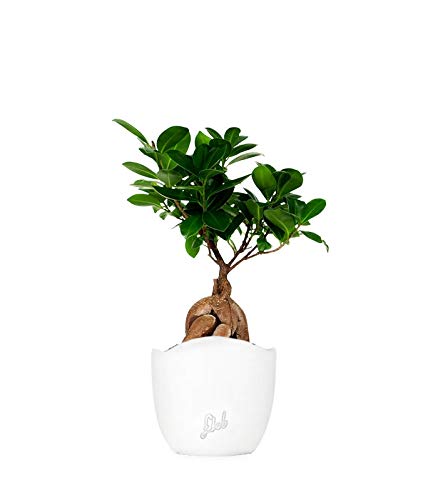 Il ficus ginseng è soprannominato 