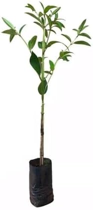 Muda de Quaresmeira Roxa (Tibouchina granulosa) Altura de 20 a 40...