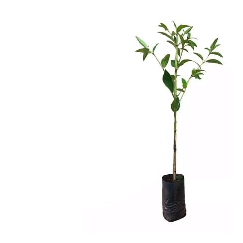 Genérico, Muda de Quaresmeira Roxa 20 a 40cm AMK - Plantas Online