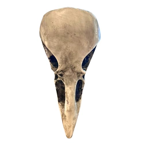 Barrette à cheveux tête de mort de corbeau accessoire gothique tendance alternative