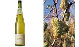 Wolfberger 2010er Weißwein Riesling Bio, trocken, 0,75 l