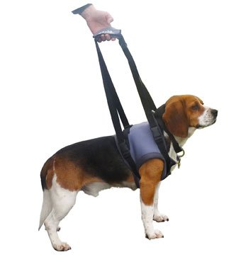 Harnais pattes avants XL pour grand chien souffrant de troubles de la mobilité