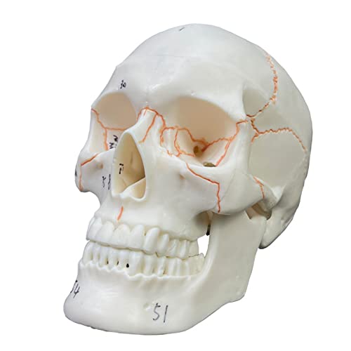 Calavera humana de tamaño medio con tapa extraíble para un estudio anatómico detallado 2