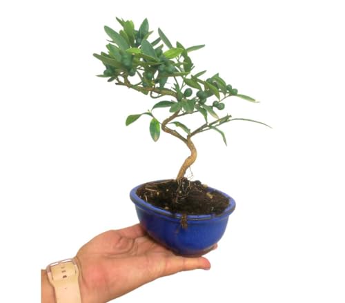 BONSAI NATURAL PARA EXTERIOR CITRUS KINZU 7 AÑOS PRODUCE FRUTO y FLORACIÓN