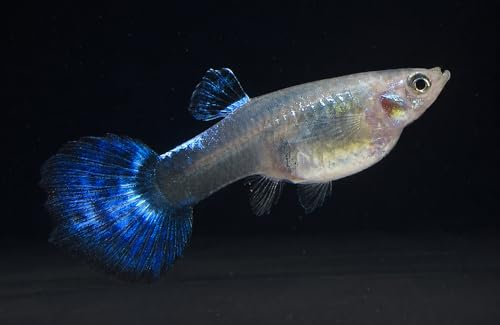 6 Pack - Large Blue Nebula Female Guppy Live Freshwater Aquarium Fish