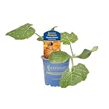 Kiepenkerl Muskat-Kürbis Muscat de Provence Cucurbita moschata aromatisch 10,5cm Topf 5er Set 5 Pflanzen