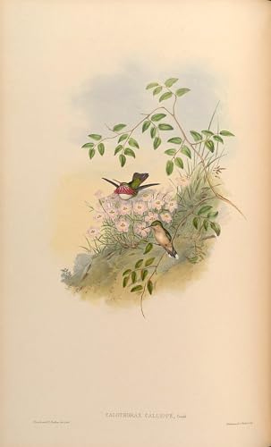 Tableaux sur toile oiseau Calothorax Calliope John Gould décoration murale moderne 60x90cm