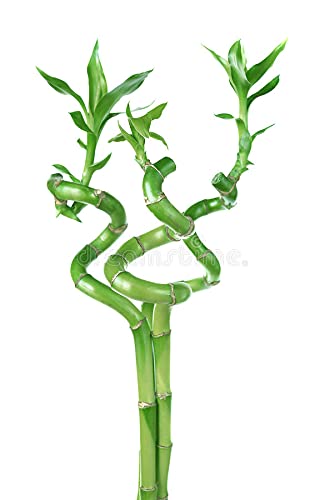 Green Paradise® Air Purifier Lucky Bamboo Spiral Sticks 30 cm (Pack of 3 Sticks)