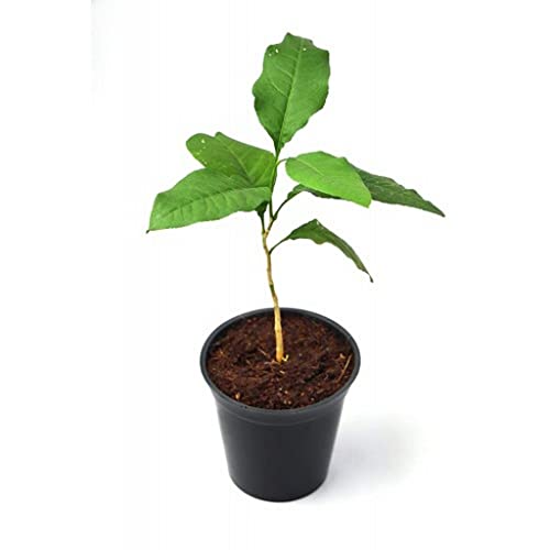 Creative Farmer Koovalam (Bael) Bengal Quince Aegle Marmelos Pulpy Fruit Plant Live Home (Healthy Live Plant)