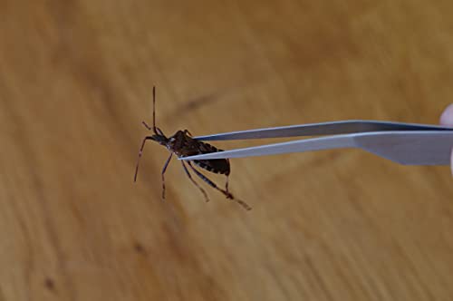 FAUDE Federstahlpinzetten 3-er Set fein-spitz, spitz und stumpf-rund 10,5cm für Terrarium, Labor, Modellbau zum fassen empfindlicher Objekte, Spiderlinge, Skorpione, Ameisen und Insekten