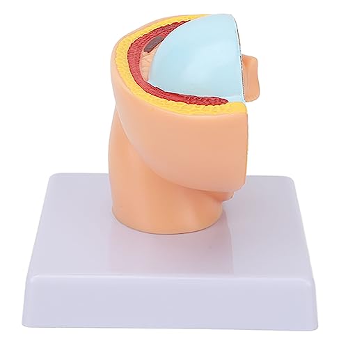 Image of 9 Month Baby Fetus Model Removable Resin Pregnancy Female Pelvis Model with Clear Structure for Colleges