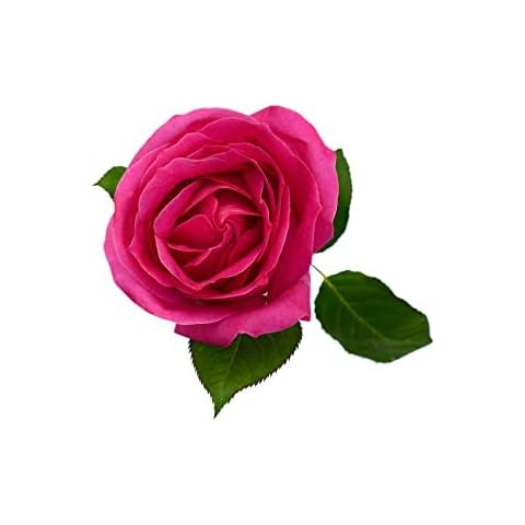 Acqua Tower Pink Rose Plant in 5 Litre Pot Cover