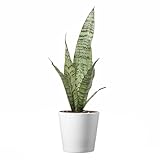 American Plant Exchange Snake Plant, Sansevieria Zeylanica Green, Compact 4-Inch Pot, Stylish Deco Cover Included, Live Indoor Houseplant, Easy to Care, Air Purifying, Perfect for Home Office & Garden