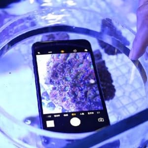 Image of TOPINCN Viewer Fish Acrylic Observe Lense Aquarium Fish Photograph Cylinder Magnifier for Marine Aquarium Reef(250mm)