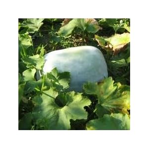 Vendita caldo 40PCS Winter melone semi bonsai Seeds for DIY Home Garden