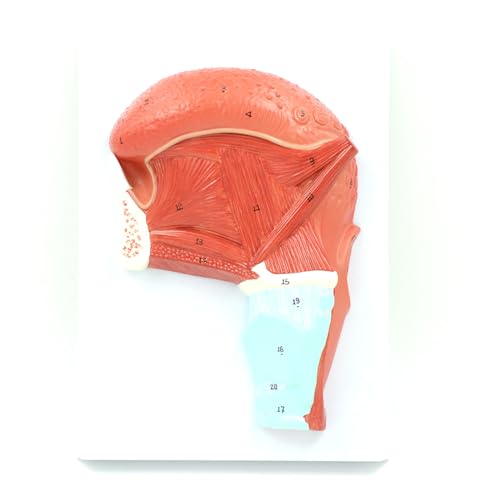 SGeneE Oral Muscle Tongue Anatomy Model, Scientific Human Anatomy Model