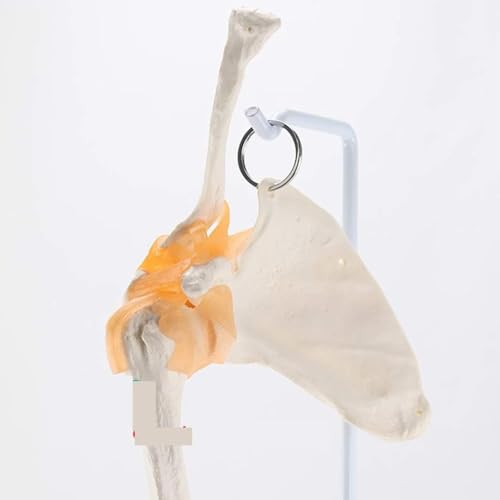 Modèle de joint de main et de poignet AMITD anatomique taille réelle - 7