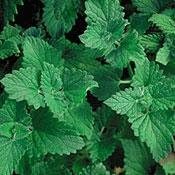 Hierba Catnip Limón - 100 Semillas - Nepeta citrata - Hierba