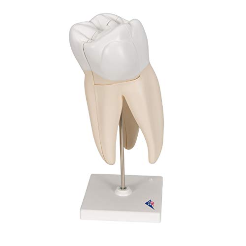 Image of 3B Scientific D10 /5 Upper Triple-Root Molar 3-part - 3B Smart Anatomy