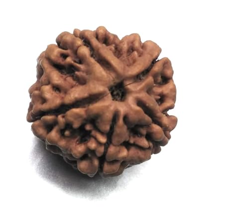 Rudraksha 8 Mukhi perle indonésienne authentique de collection - 2