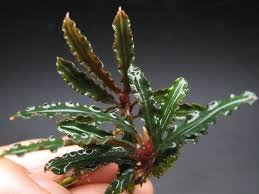 Aqua Plants Exclusive Product - Four Plants of Rare BUCEPHALANDRA - Plantas de Acuario