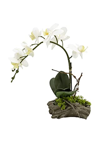 Serene Spaces Living Artificial White Phalaenopsis Orchid in Driftwood Planter,