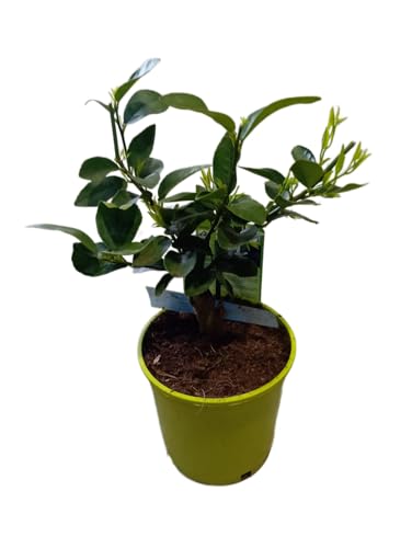 Citrus Aurantiifolia en Maceta 17cm – Limero Natural Productor de Frutos Aromáticos