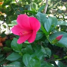 Miniature Hibiscus Plant, Compact Flowering Shrub, Vibrant Pink Blooms, Ideal for Home and Garden-image-39
