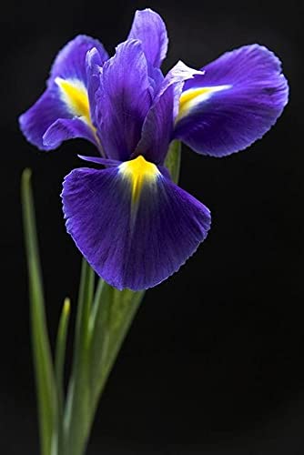 Radha Krishna Agriculture™ Imported Excellent Quality Iris Flower Bulbs for Home Outdoor Gardening Plants Flowering Bulbs ( Pack Of 2 ) (B0989TGNGF) Amazon Price History, Amazon Price Tracker