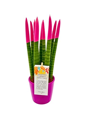 Sansevieria Cylindrica punte di velluto in vaso di ceramica colorato diametro 12 cm. altezza 35 cm, pianta vera (Azalea)