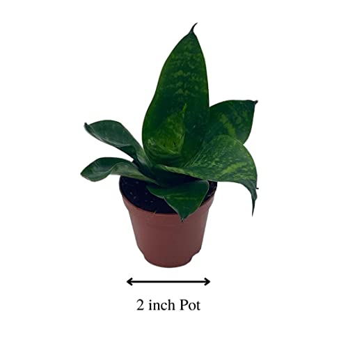 Black Robusta Snake Plant, Green Striped Variegated Snakeplant, Sansevieria Trifasciata Prain, 2" Pot #TOP1