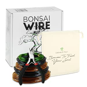 Kit Completo Bonsái con Maceta Azul Cerámica y Accesorios miniatura 5