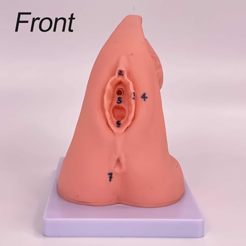 Modèle de cathéter AMITD avec organes génitaux et repères anatomiques pour formation médicale