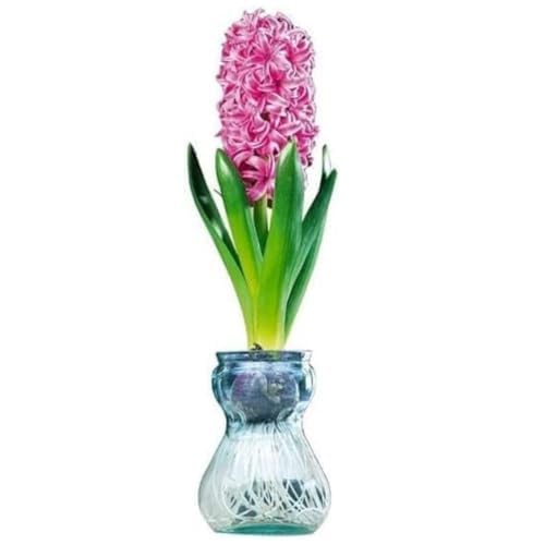 Hyacinth Bulb and Forcing Vase - Ready to Grow Indoor