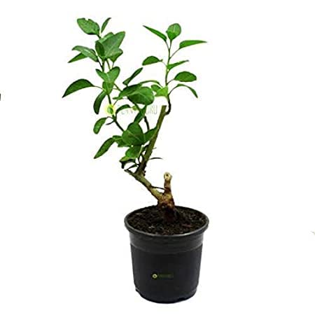Ashwagandha (Herb)|| Live Plants || Outdoor||Shera Plastic Pot||Plant (B09VZ97KDD) Amazon Price History, Amazon Price Tracker