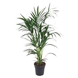 Fresh Plants Zimmerpflanzen -Howea Forsteriana - Kentia-Palme in Ø 21 cm, Höhe 100 cm