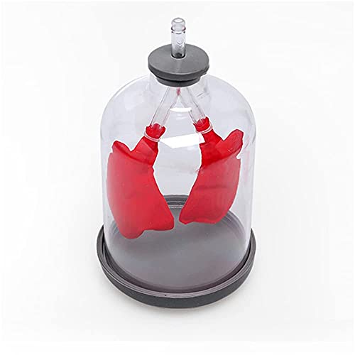 JHGF Modelo De Órgano Humano Modelo De Respiración Pulmonar Bombeo Simple Cover