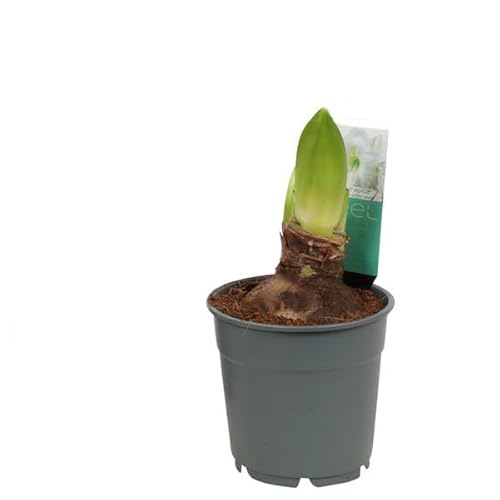 Lirio Suramericano - Hippeastrum - Planta Natural con Bulbo Resistente y Flores Elegantes